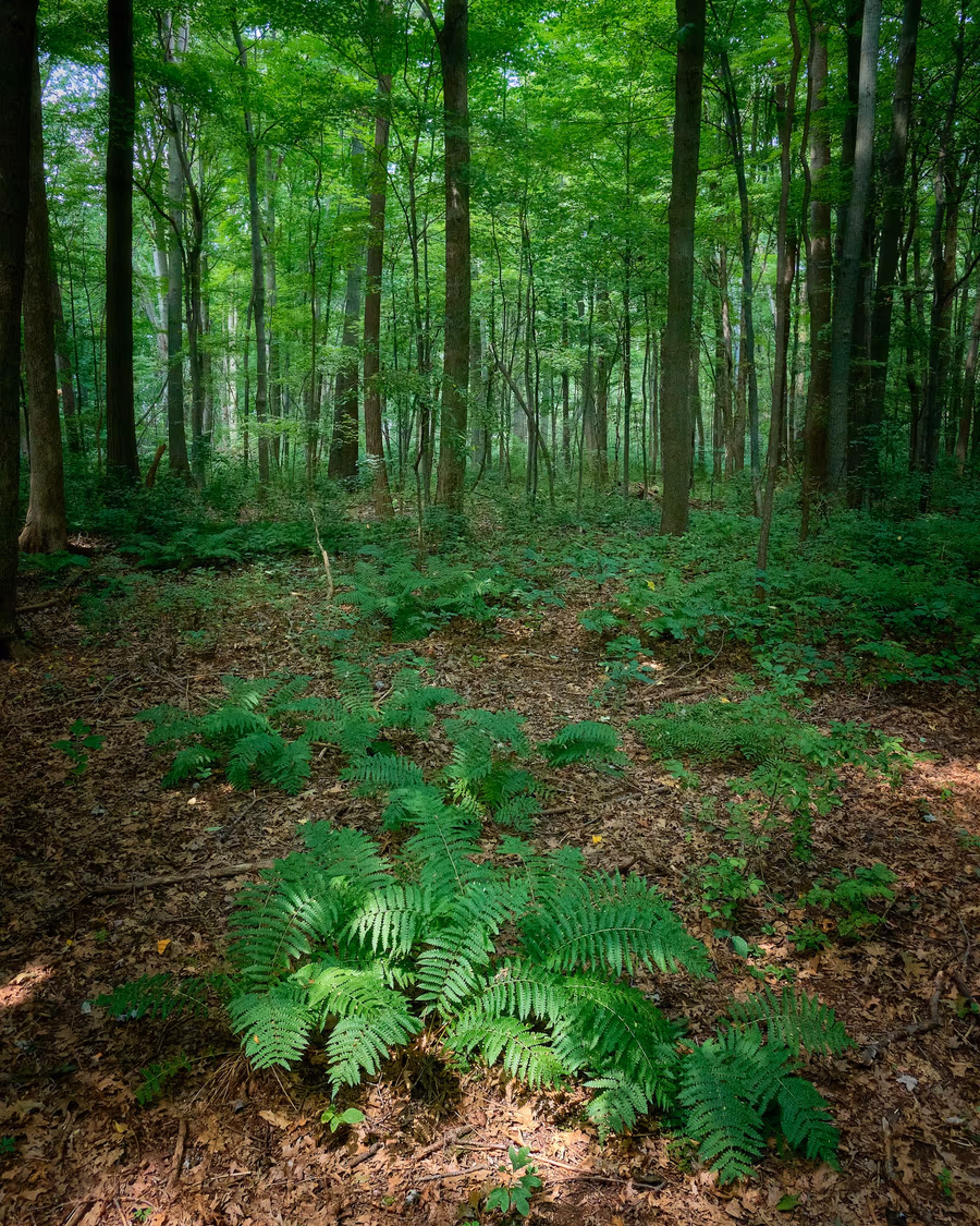 Sunlight filtering through the leaves of a mature deciduous hardwood canopy onto a shaded woodland floor