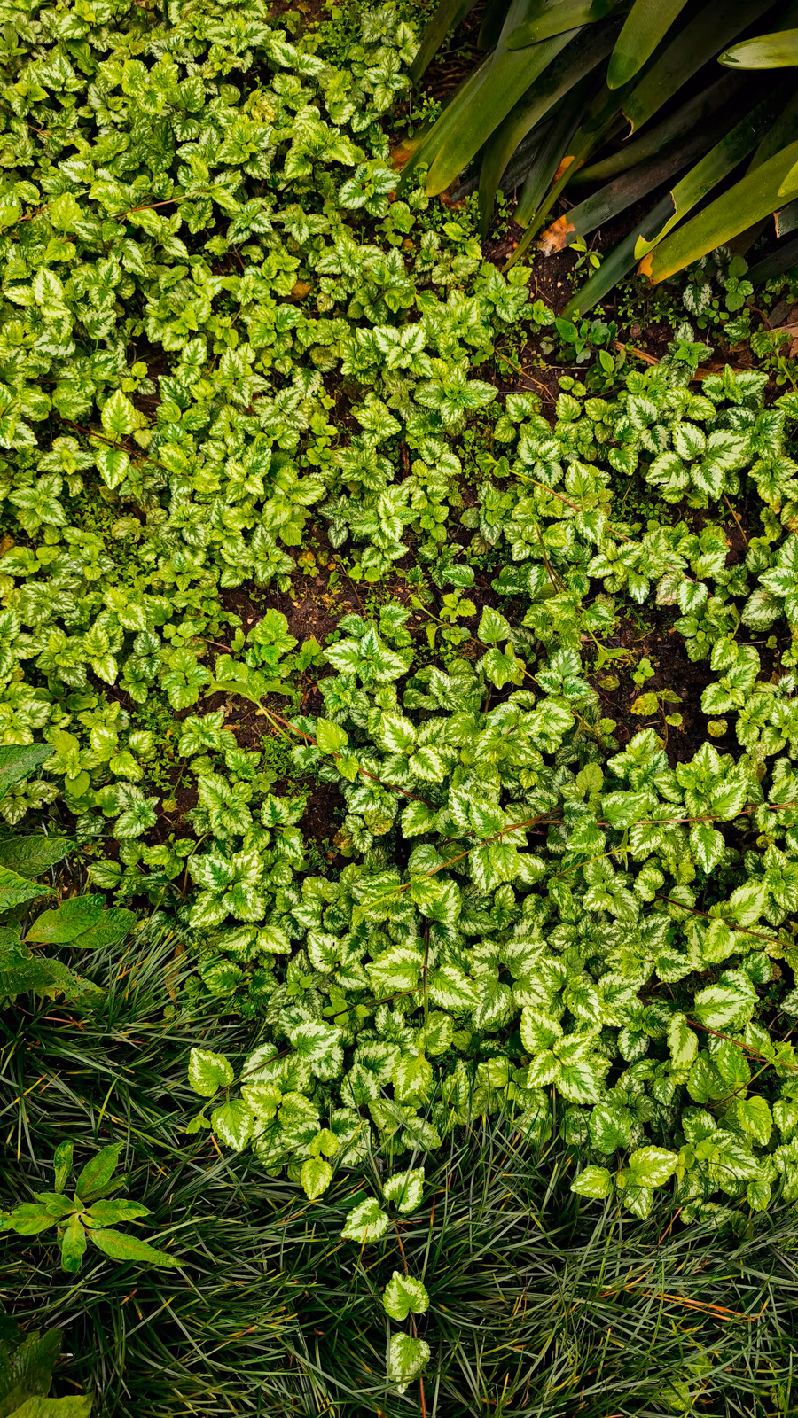 Dense variegated groundcover covering shaded ground and meeting a band of fine strap-leaved planting